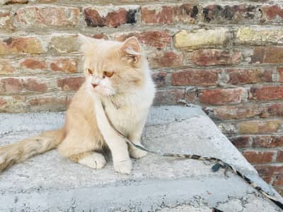 Male cat persian