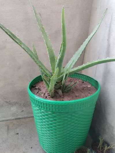 Healthy Aloe Vera Plant with 13.4 Inch Pot