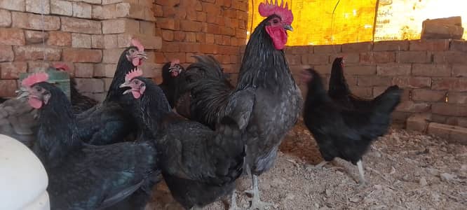 lohmn brown austrlap hailine golden chiks available