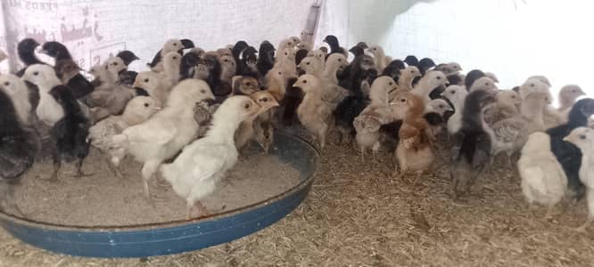 lohmn brown austrlap hailine golden chiks available