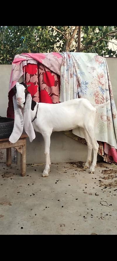urgent sale do dant pat