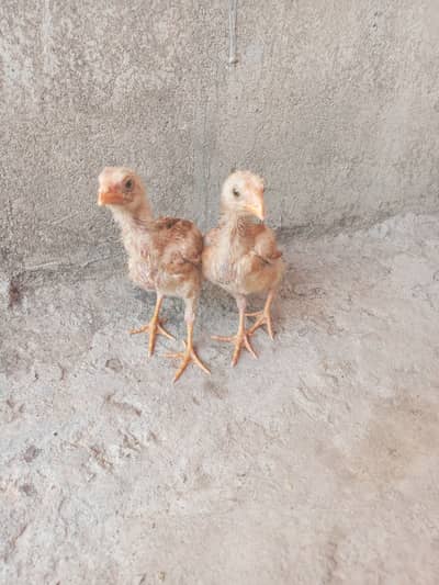 Aseel chicks homebreed