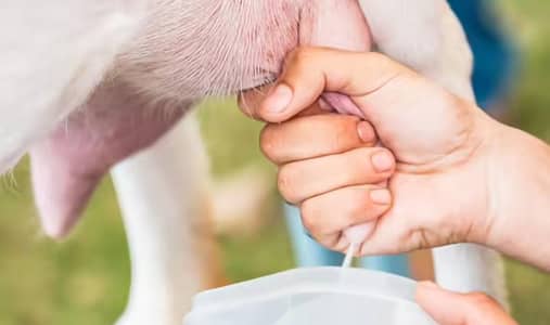 High quality Goat Milk