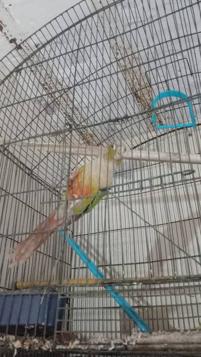 pineapple conure