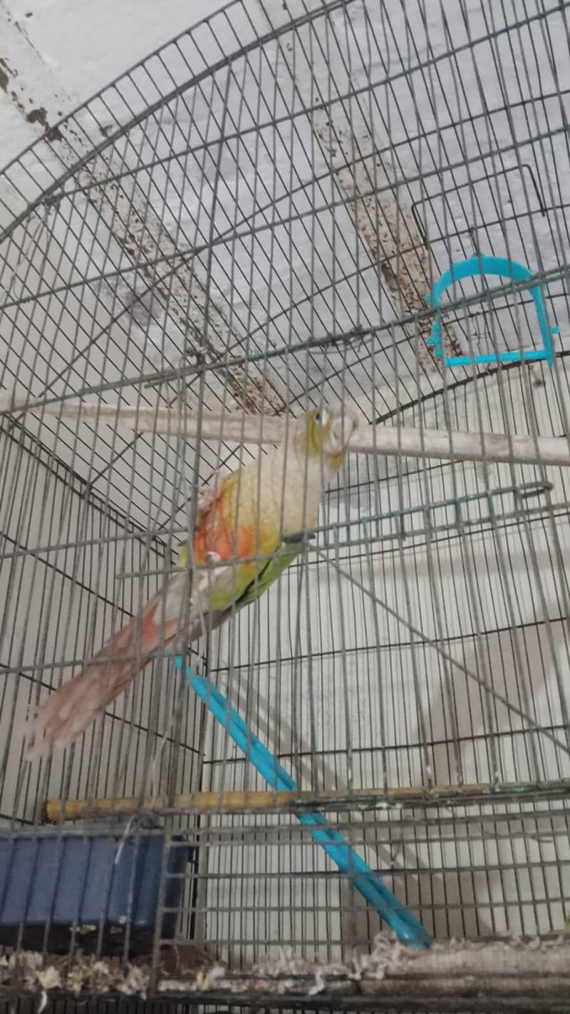 pineapple conure 0