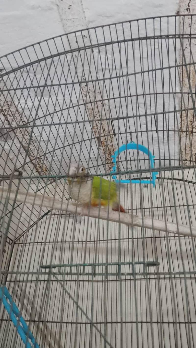 pineapple conure 1