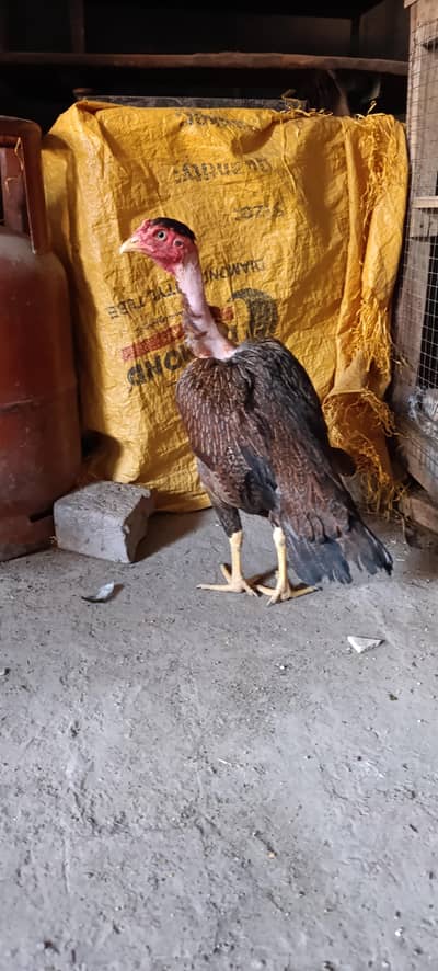 Aseel ganoi female