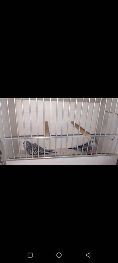 grey possible combo hogo bred chicks