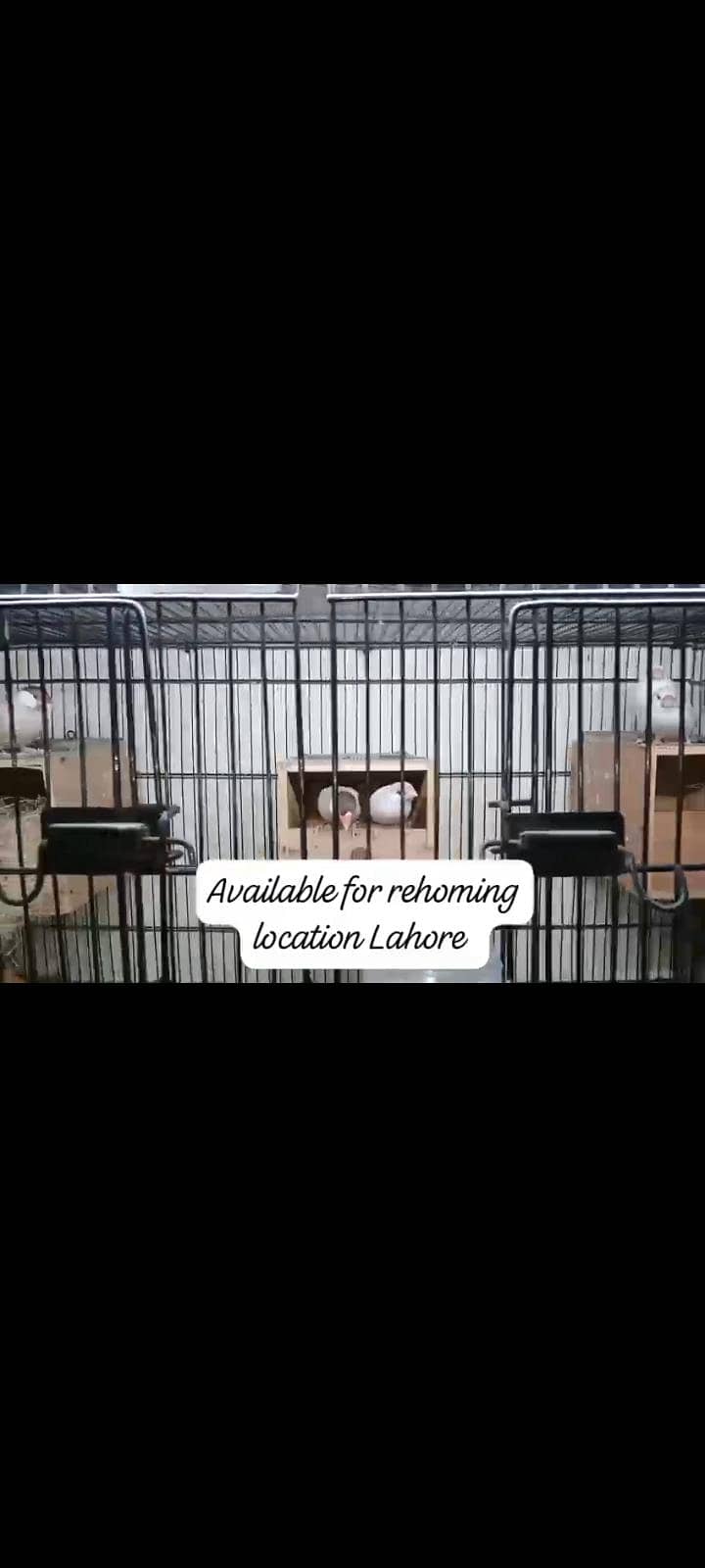 2 pairs java 0