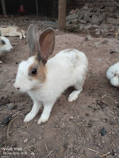 white Rabbits