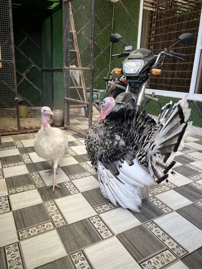 Turkey birds breeder pair