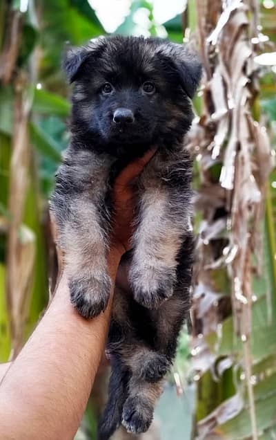 Black shepherd | gsd | Puppy | Shepherd Dog | Puppies | Long Coat