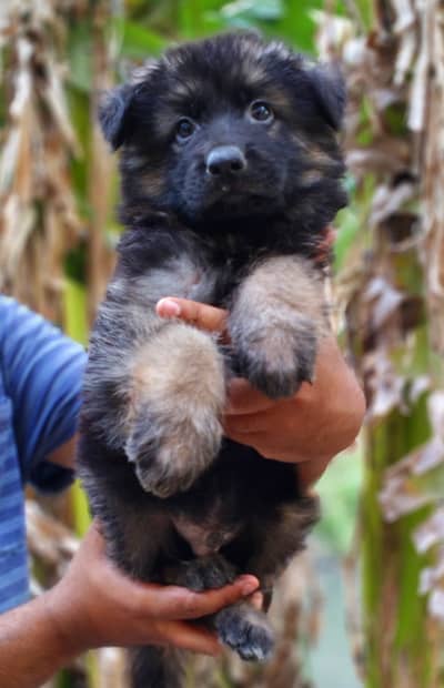 Black shepherd | gsd | Puppy | Shepherd Dog | Puppies | Long Coat