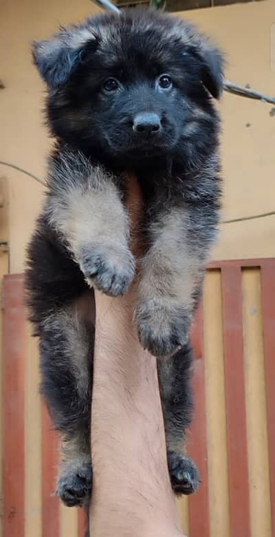 Black shepherd | gsd | Puppy | Shepherd Dog | Puppies | Long Coat