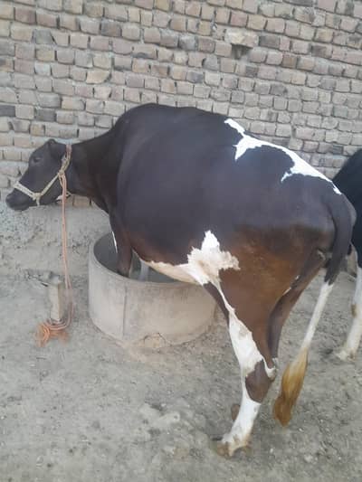 Pregnant & Wachi Cows 03129597219