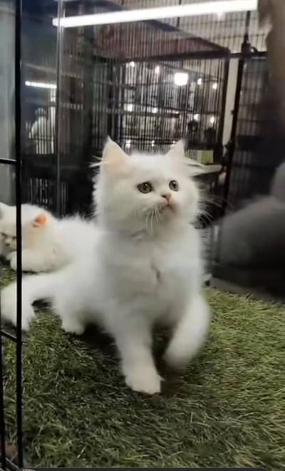 Persian cat triple kot,for sale,my WhatsApp 03476578922