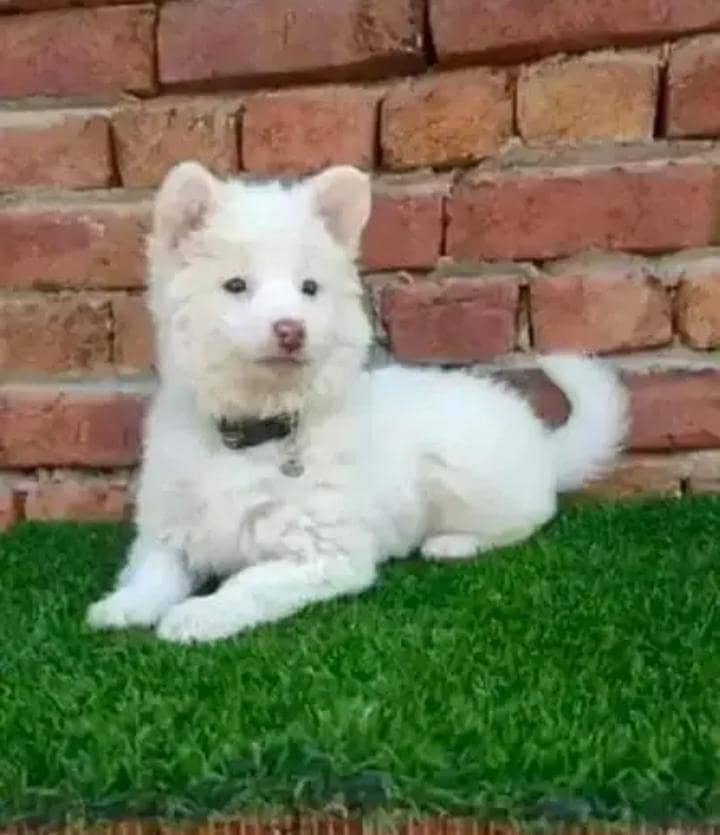Russian papi dog 0
