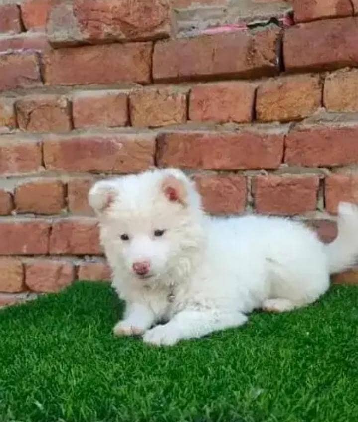 Russian papi dog 1