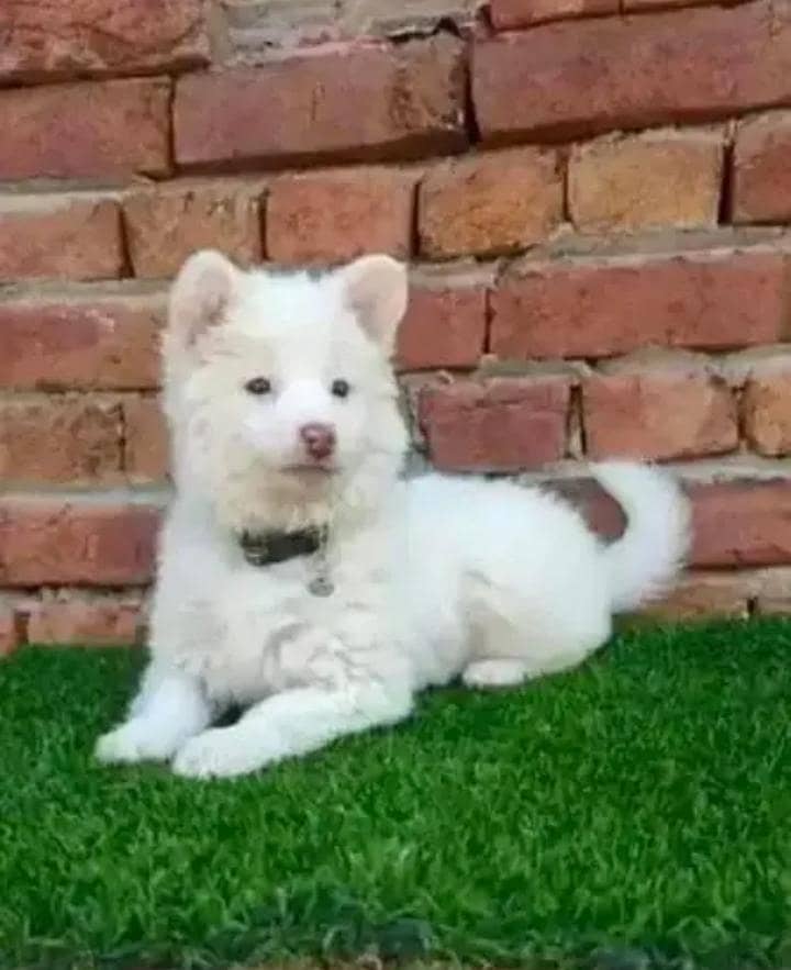 Russian papi dog 2