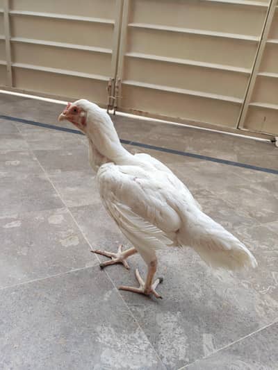 heera murghi for sale