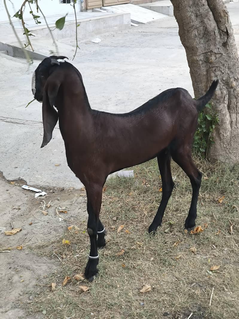 بیتل نسل کی پٹھ 0