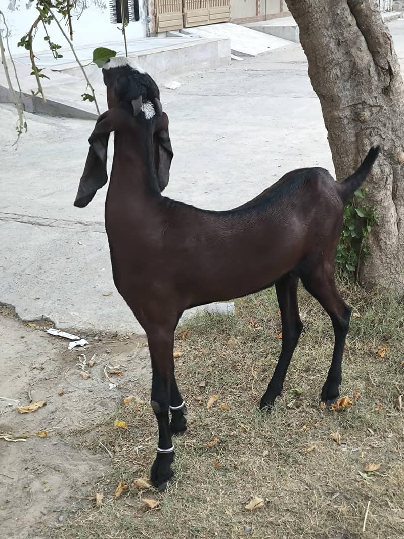 بیتل نسل کی پٹھ 1