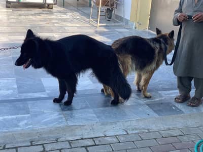 Black German puppies