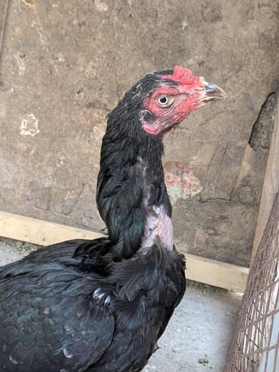 Aseel Lasani Madi for sell
