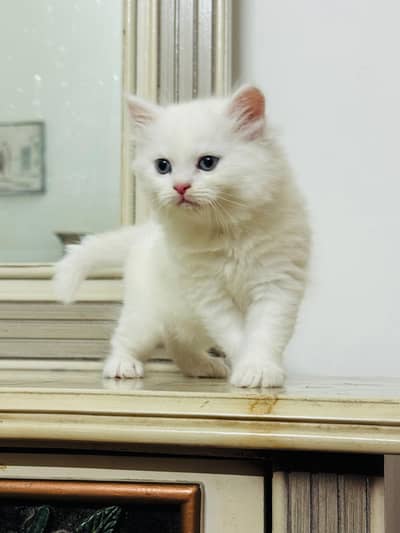 3 Persian Kittens