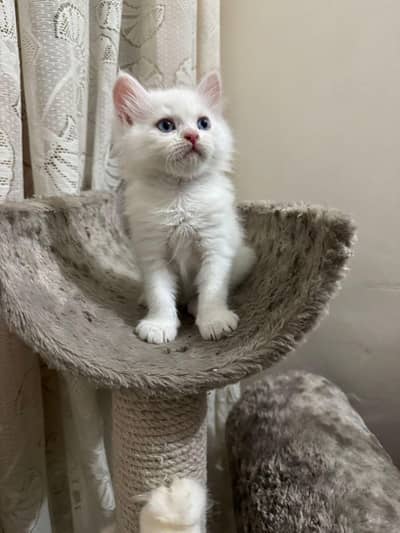 3 Persian Kittens