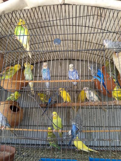Australlian budgies