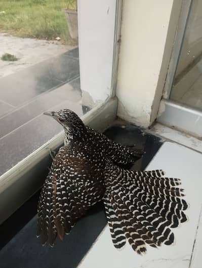Asian koyal