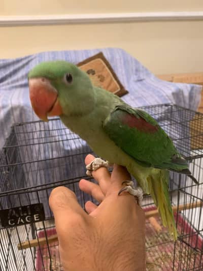 Kashmiri Raw Parrot