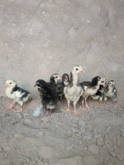 German shamo chicks