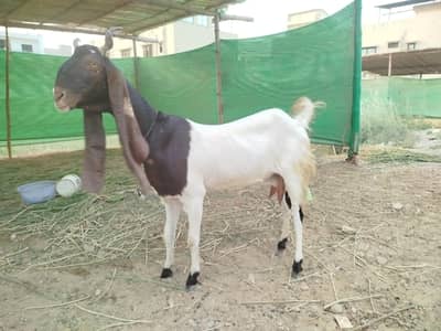 Kamori goat for sale