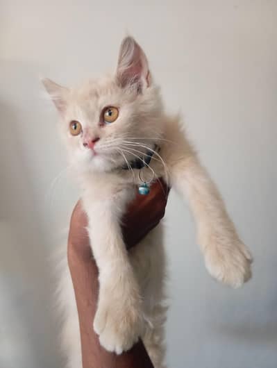 Persian Cat for sale