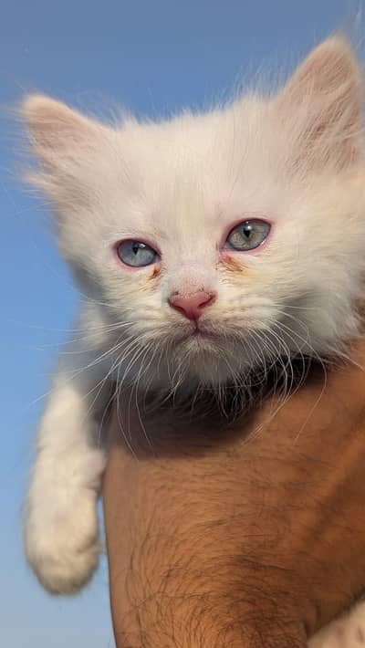 Persian triple coat odd eyes