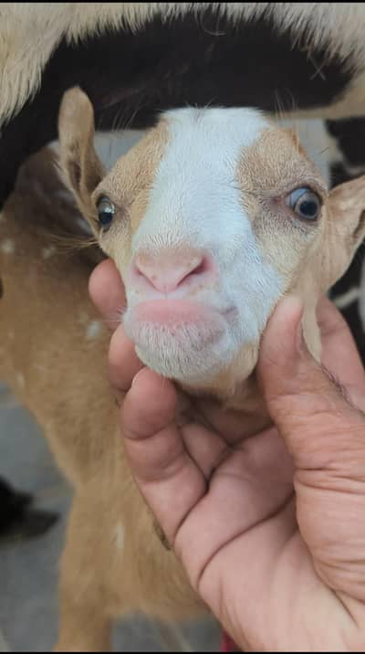 mashaAllah bakri for sale with male Kiran kid