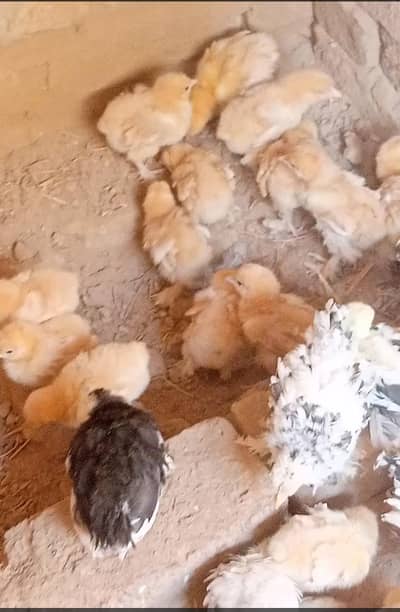 Moulted bantam and golden heavy buff