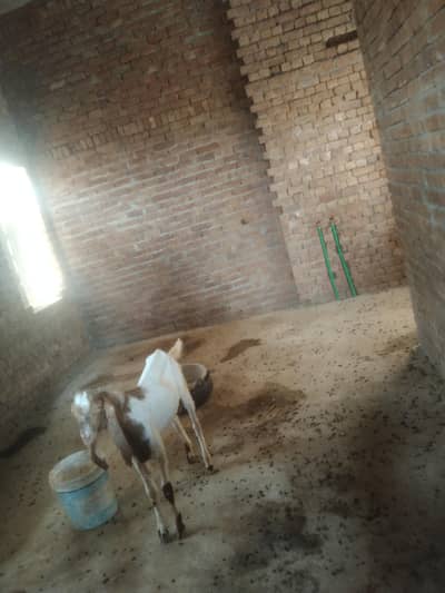 khera Bakra bacha hy 7 month ka