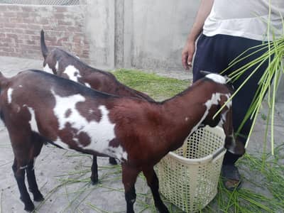 2 Female Goats Available for Sale