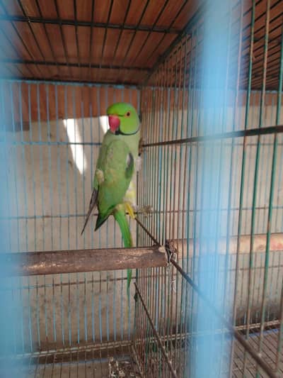 Green Ringneck