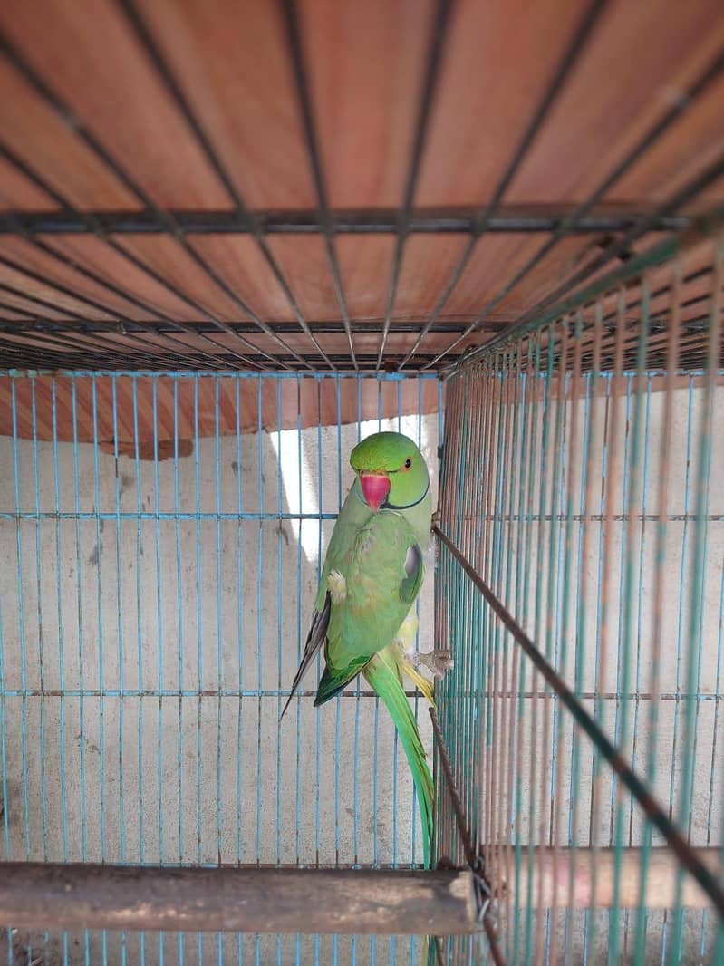 Green Ringneck 1