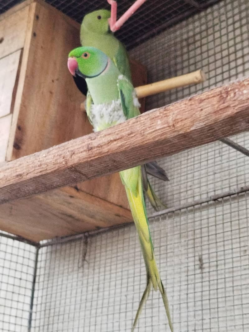 Green Ringneck 2