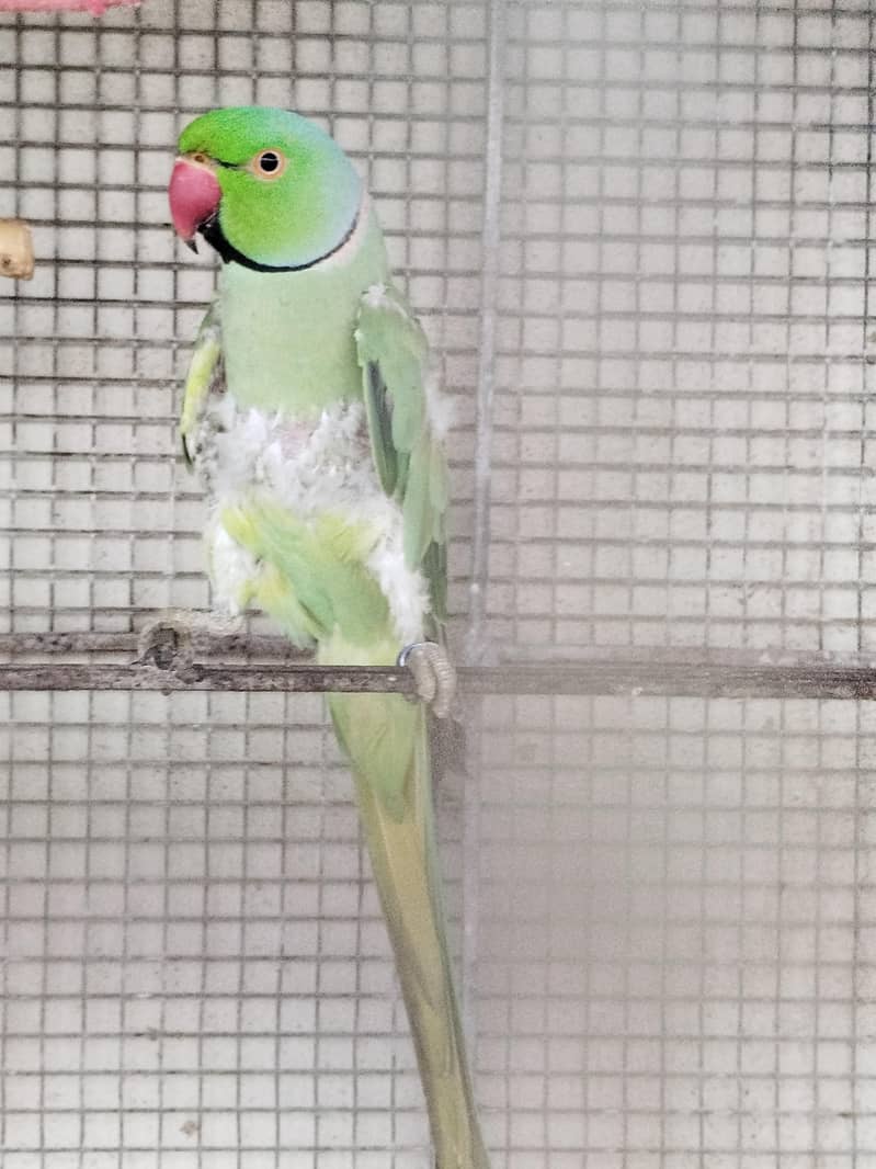 Green Ringneck 3