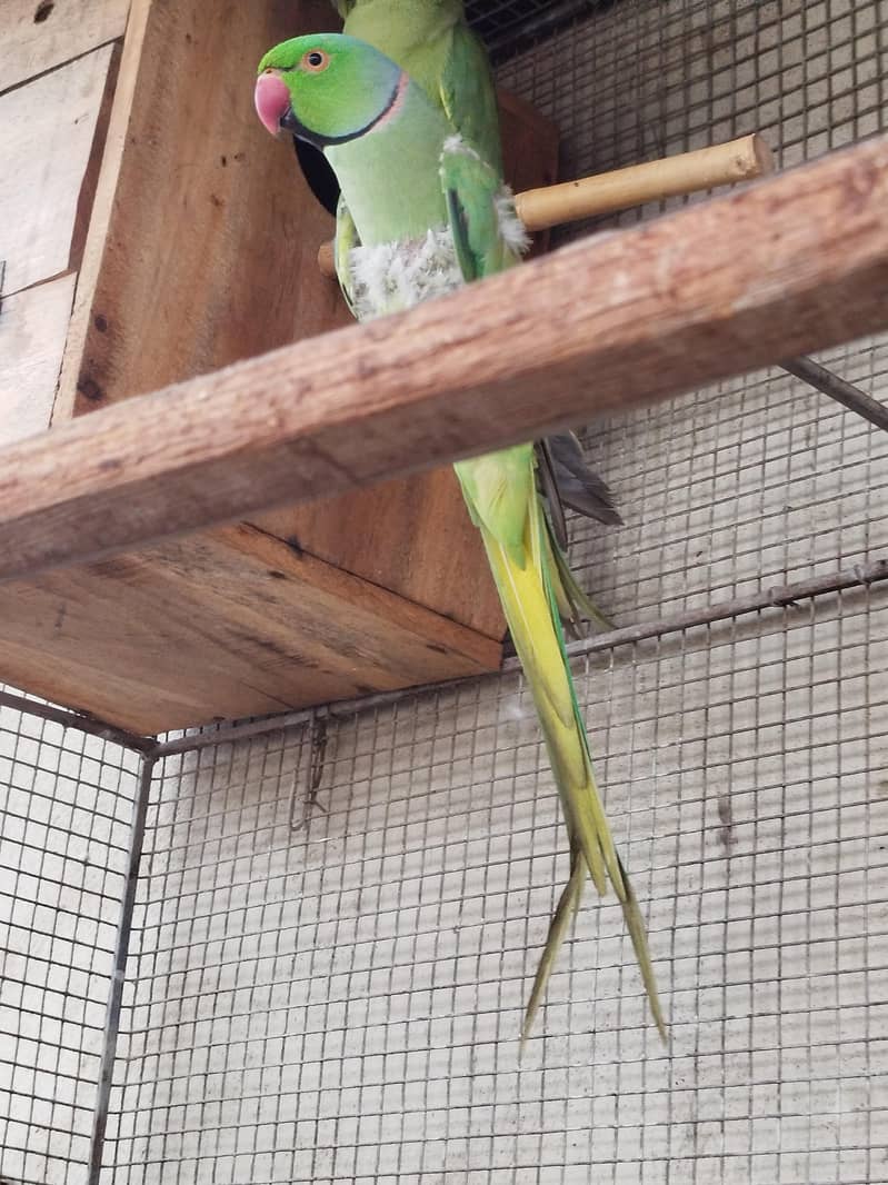 Green Ringneck 4