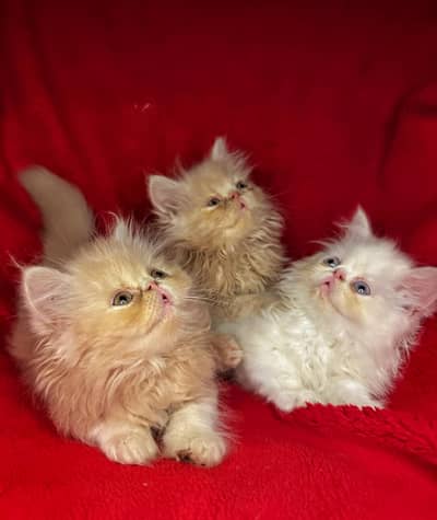 Persian Peki Kittens