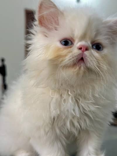 Persian Peki Kittens