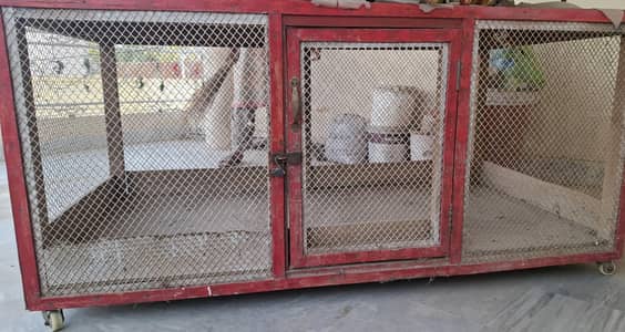 Hen, Birds Cage