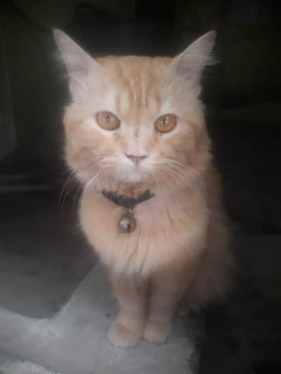 persian cat